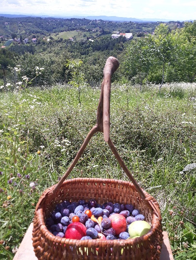 Jesenski plodovi